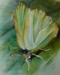 grün-weißer Schmetterling in Pastellkreide von 2013